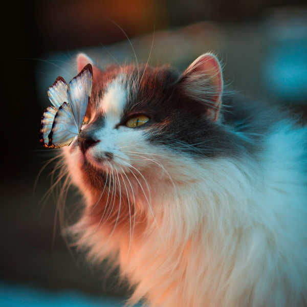 Cat with butterfly