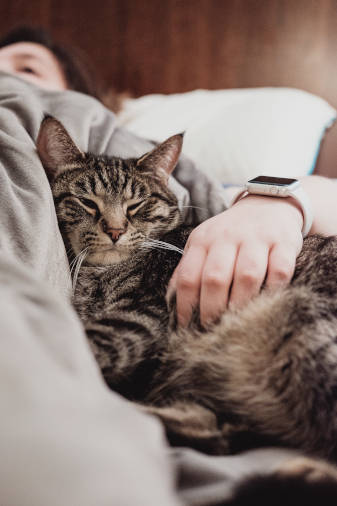 Sleepy cat with person