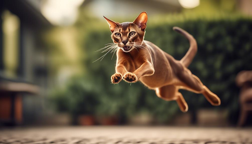 agile and athletic feline breeds